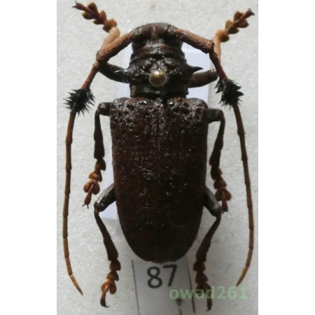 Aristobia freneyi Schmitt, 1992 27mm Thailand87